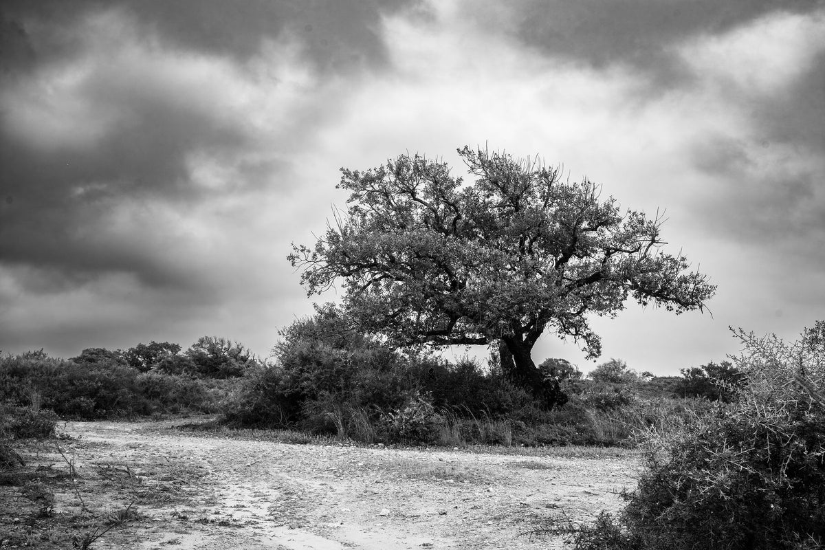 The Old Oak – signed fine art photograph by Andrew Scriven