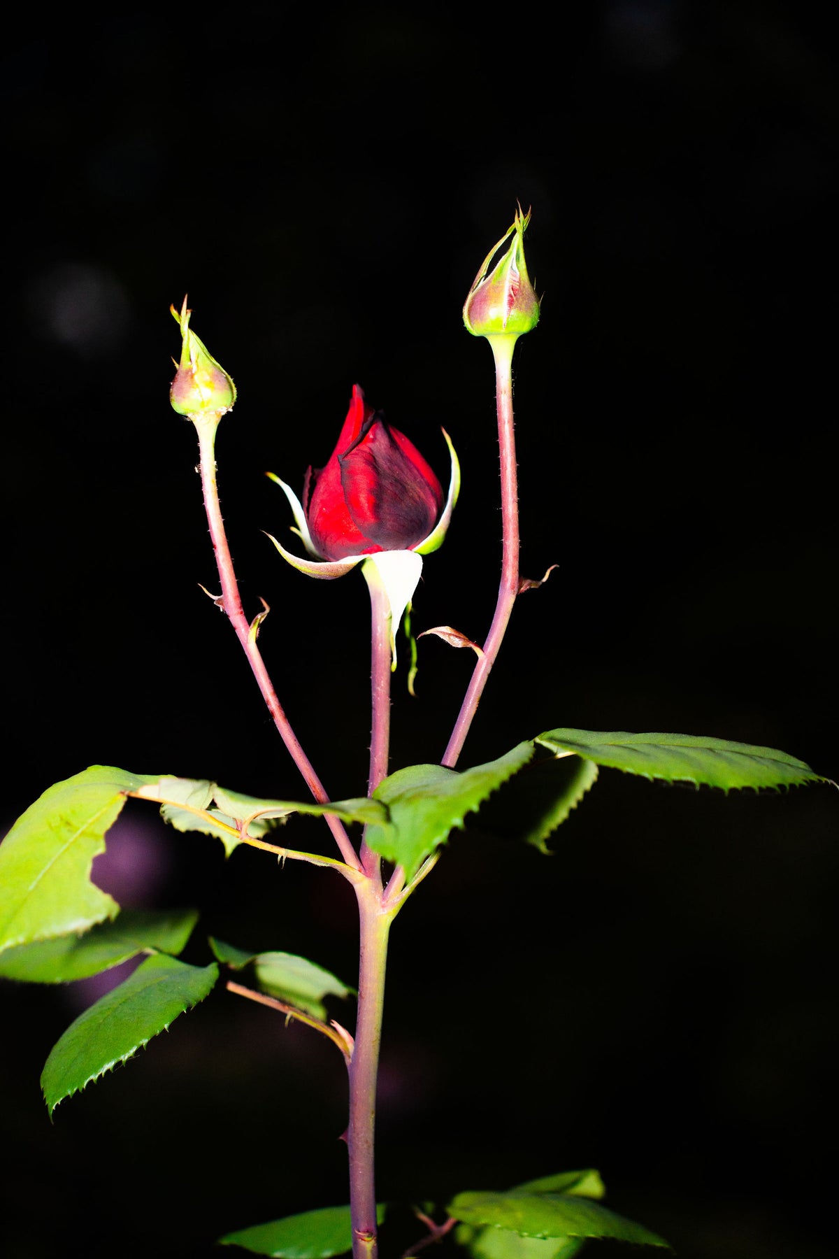 The Promise of a Rose – signed fine art photograph by Andrew Scriven