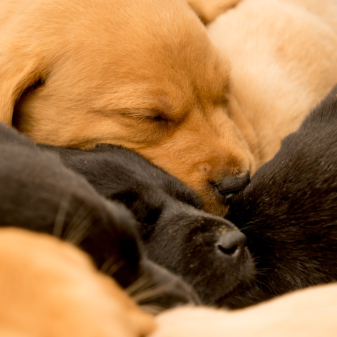 A snoozing ball of puppy – signed fine art photograph by Andrew Scriven