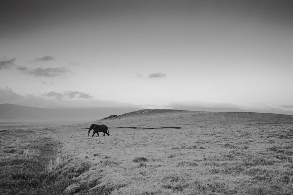 Lone elephant at sunrise – signed fine art photograph by Andrew Scriven