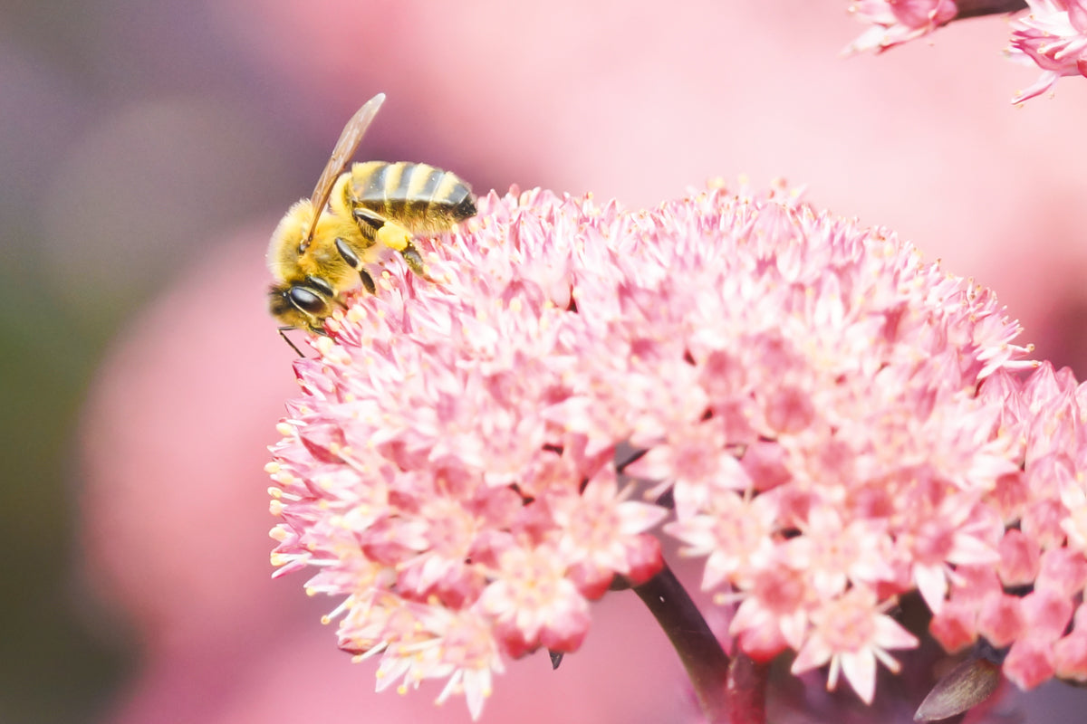 Busy bee – signed fine art photograph by Andrew Scriven