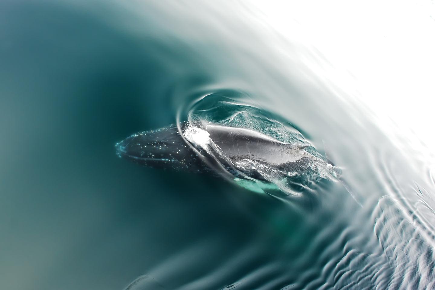 Humpback Whale in the Antarctic Ocean