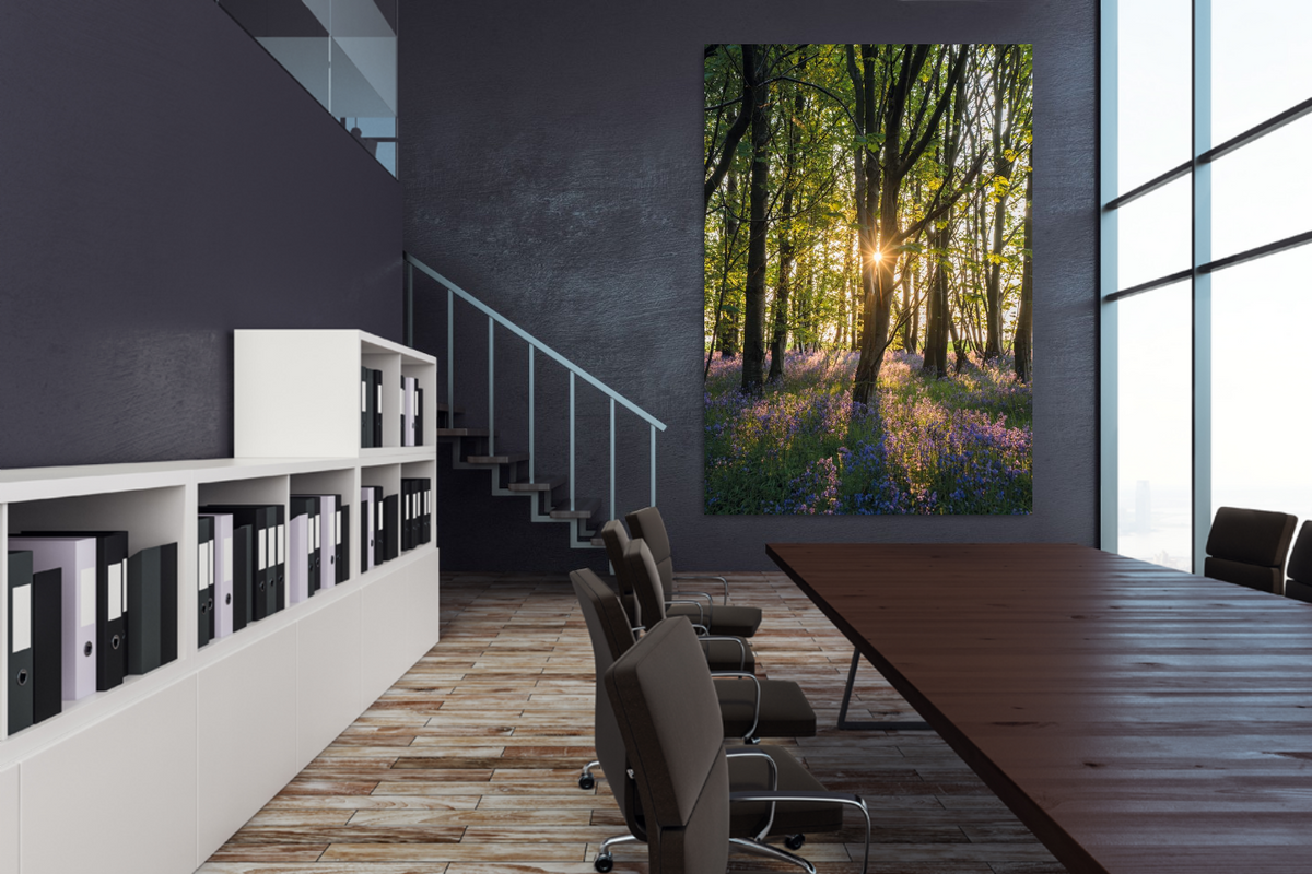 Bluebells at sunrise – signed fine art photograph by Andrew Scriven