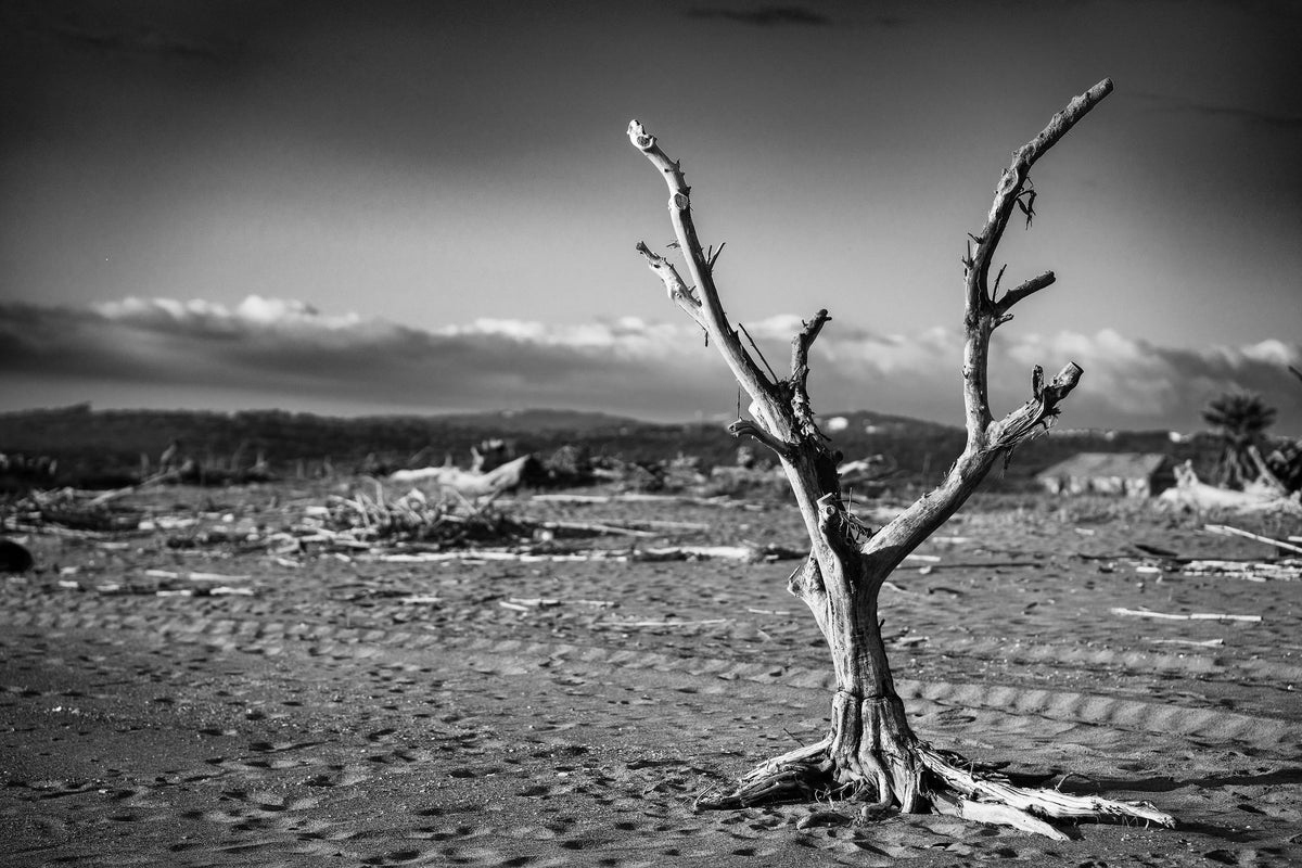 Still Standing – signed fine art photograph by Andrew Scriven