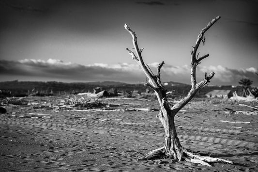Still Standing – signed fine art photograph by Andrew Scriven