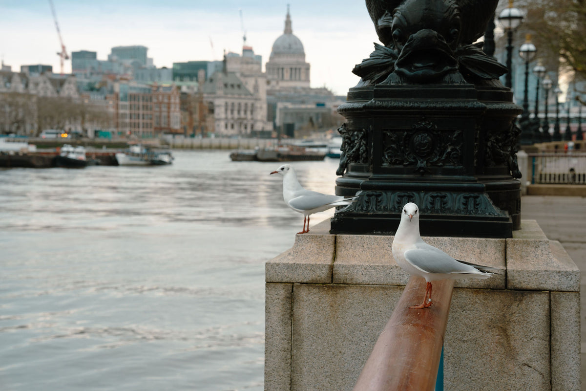 Thames Watchers – signed fine art photograph by Andrew Scriven