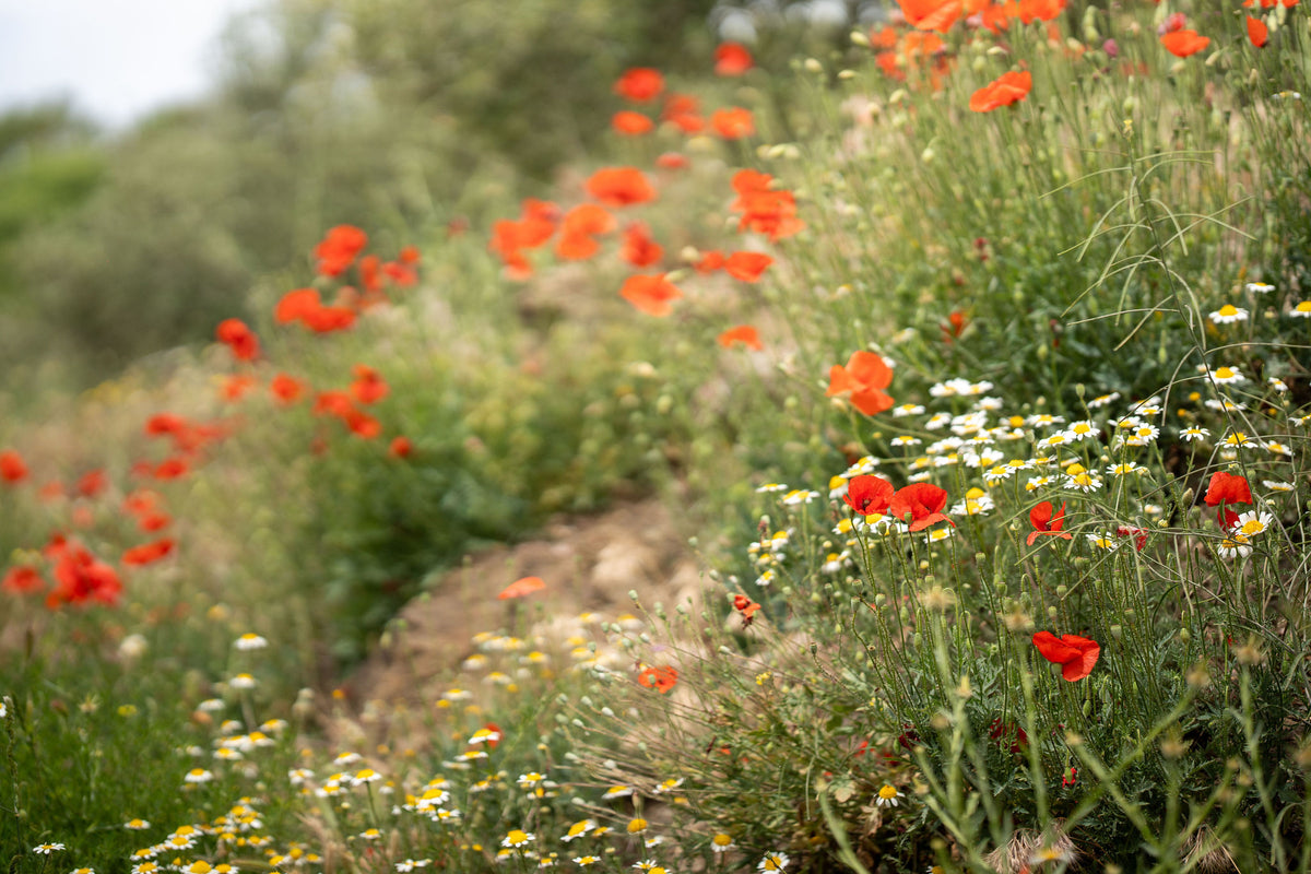 Where the Poppies Lead – signed fine art photograph by Andrew Scriven