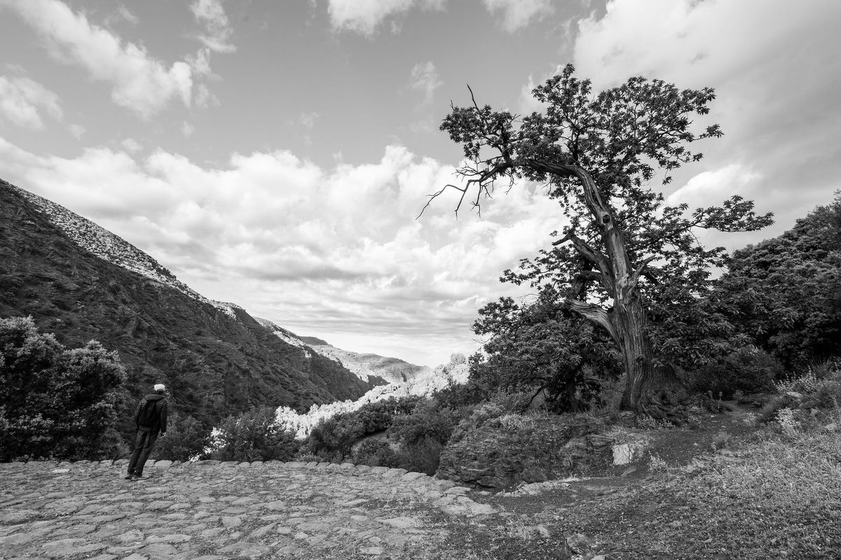 The Old Chestnut – signed fine art photograph by Andrew Scriven