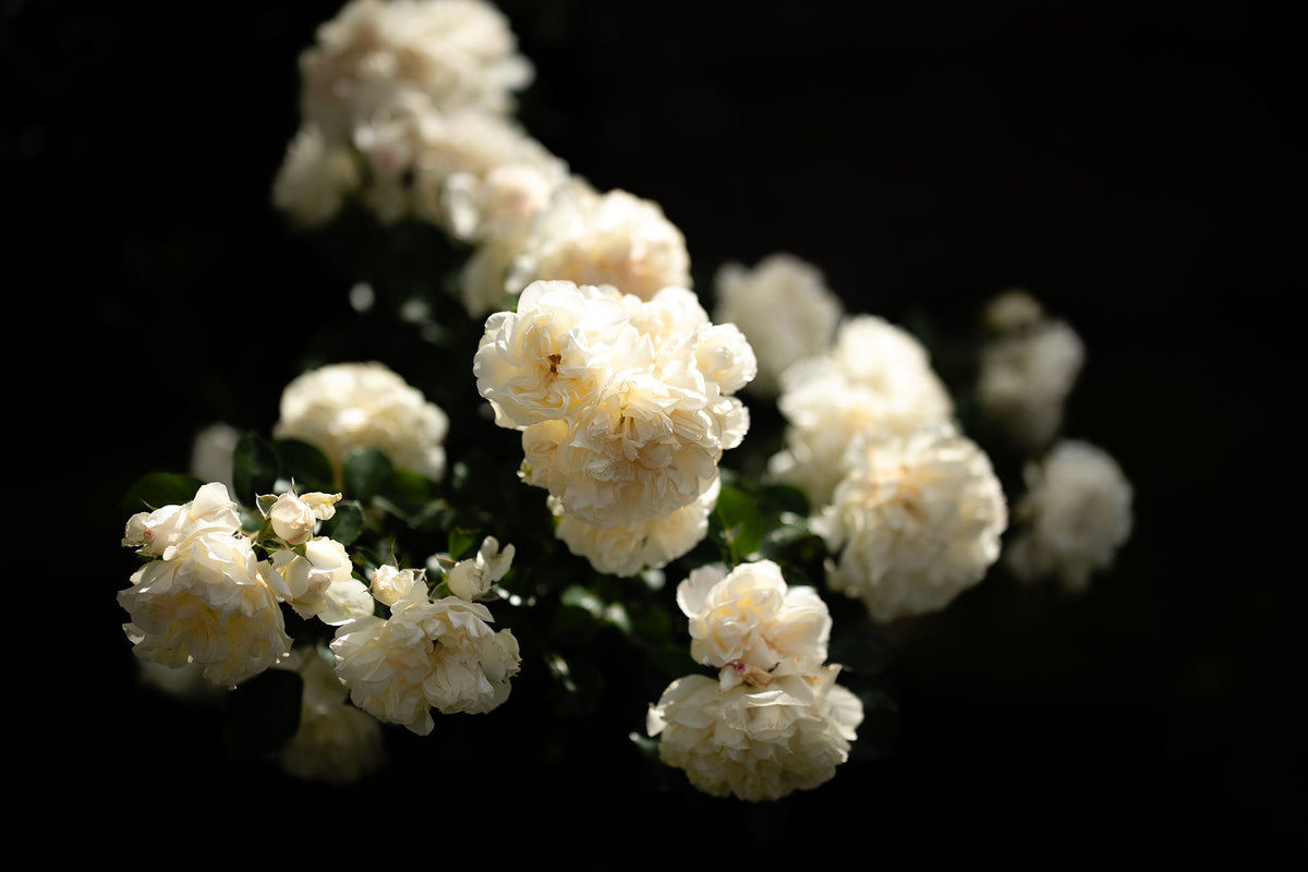 White Roses – signed fine art photograph by Andrew Scriven