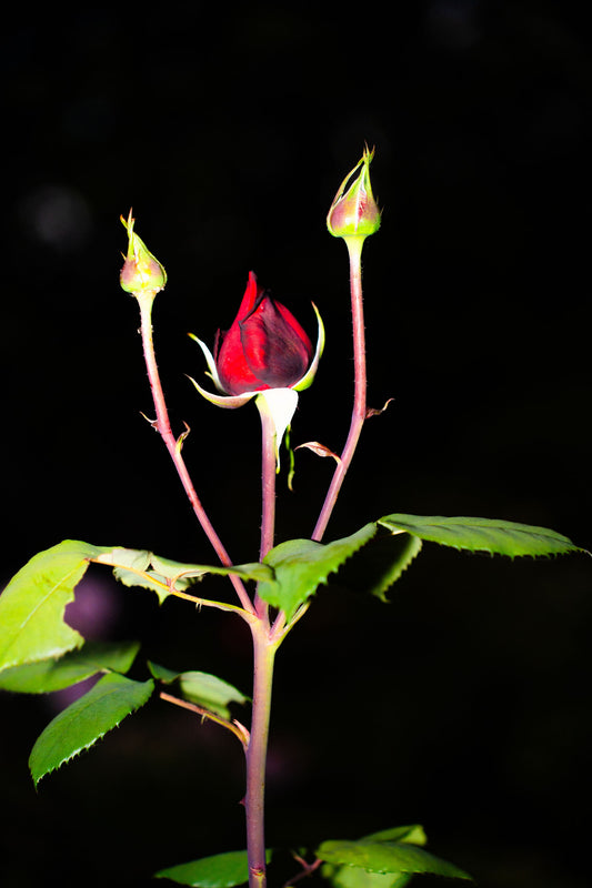 The Promise of a Rose – signed fine art photograph by Andrew Scriven