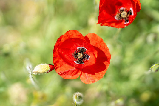 Poppy in the Sun – signed fine art photograph by Andrew Scriven