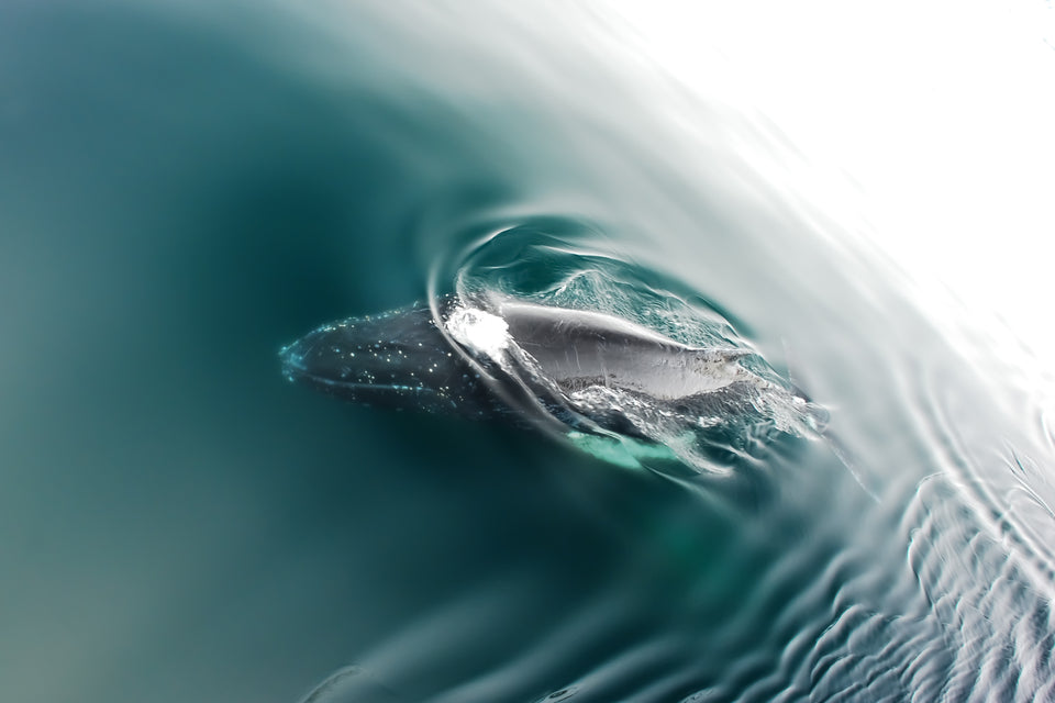 humpback whale