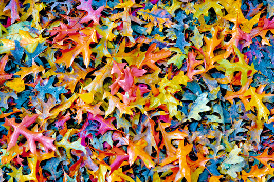 A splash of colour – signed fine art photograph by Andrew Scriven