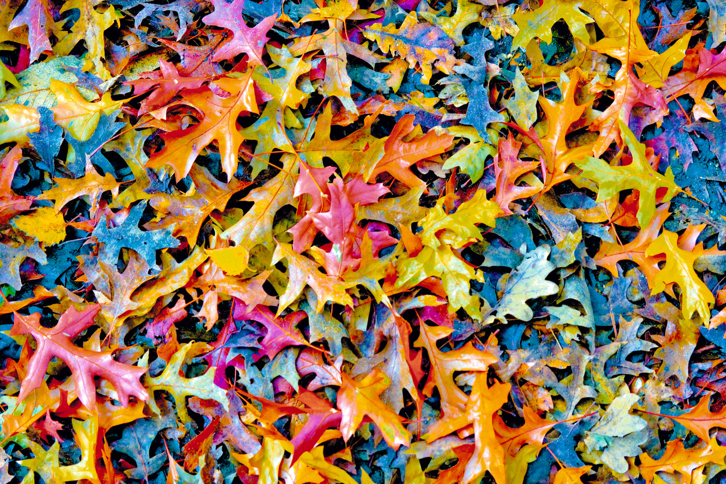 A splash of colour