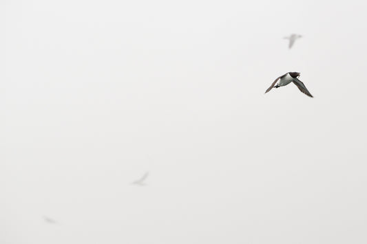Soaring high – signed fine art photograph by Andrew Scriven
