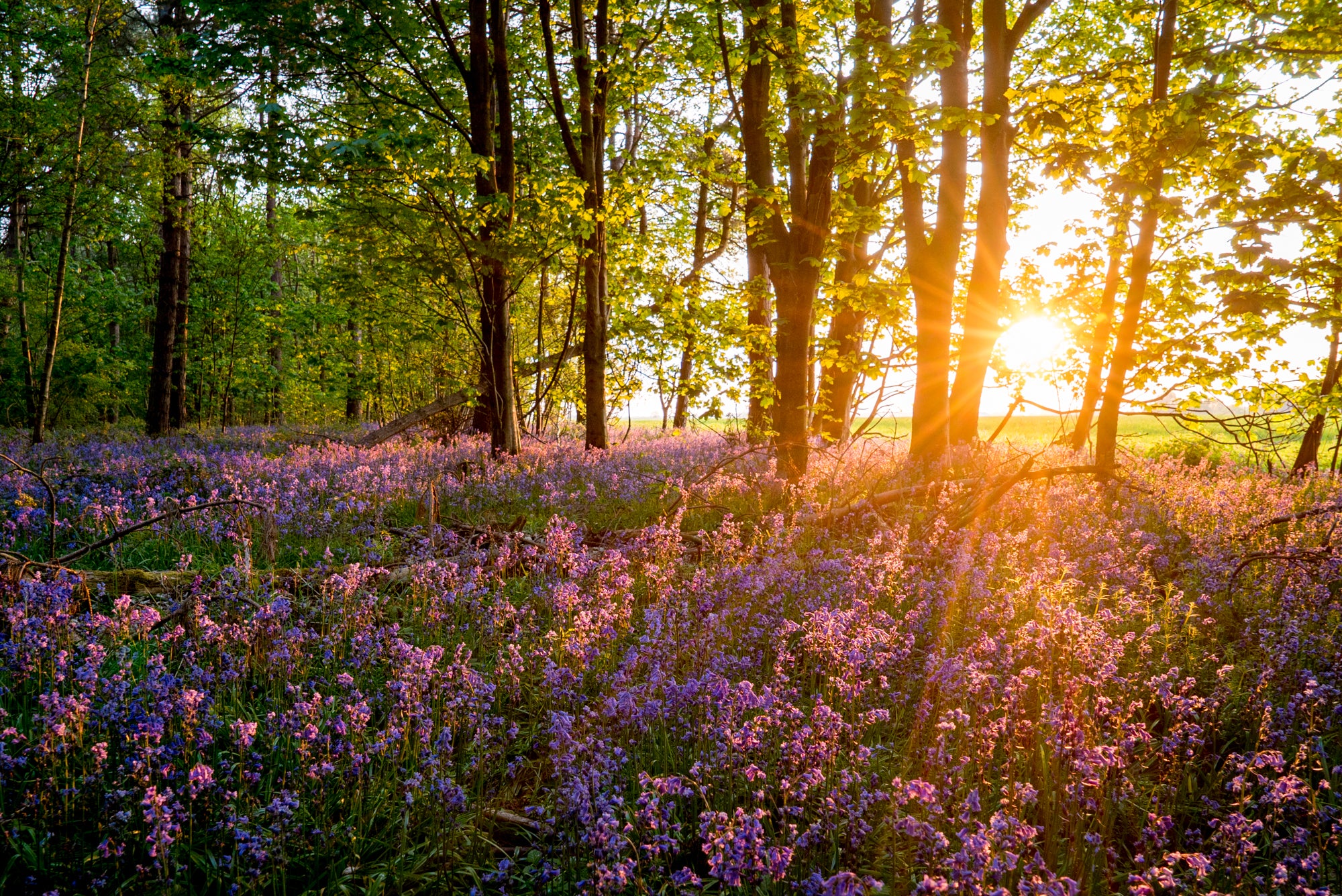 Sunrise at Bristol Woods