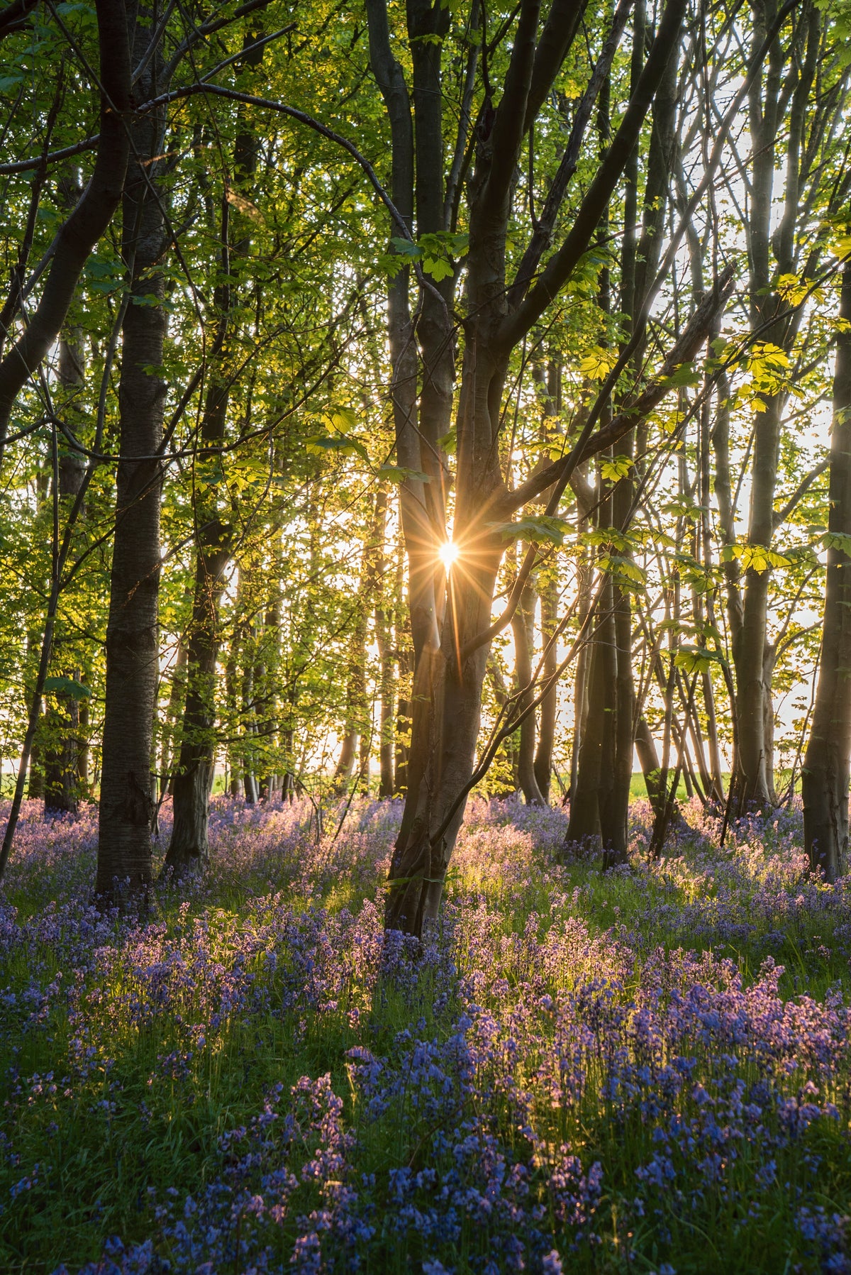 Sunrise into the bluebell woodlands – large canvas by Andrew Scriven