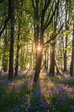 Load image into Gallery viewer, Sunrise into the bluebell woodlands
