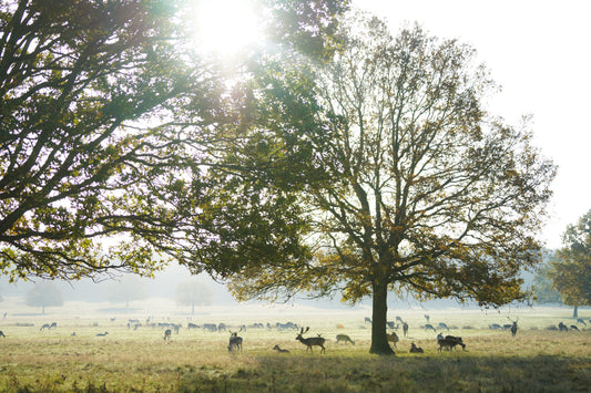 Sunrise in Richmond Park – signed fine art photograph by Andrew Scriven