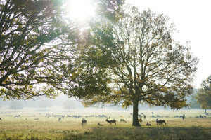 Sunrise in Richmond Park