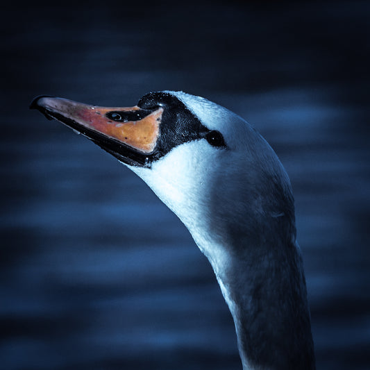 Swan lake – signed fine art photograph by Andrew Scriven