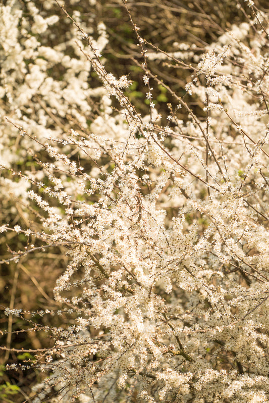 Spring blossom – signed fine art photograph by Andrew Scriven