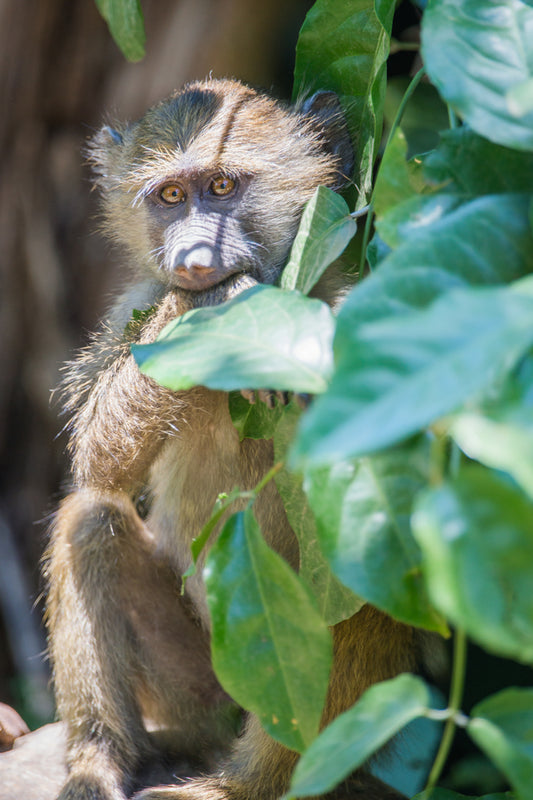 A little shy – signed fine art photograph by Andrew Scriven