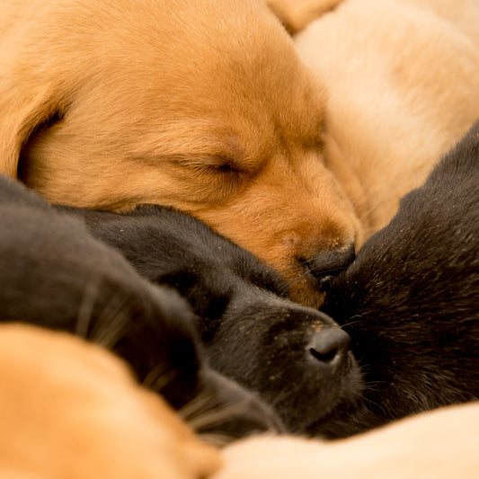 A snoozing ball of puppy – signed fine art photograph by Andrew Scriven