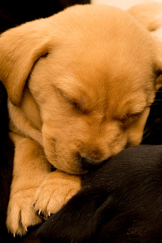 Time for a pup nap – large canvas by Andrew Scriven