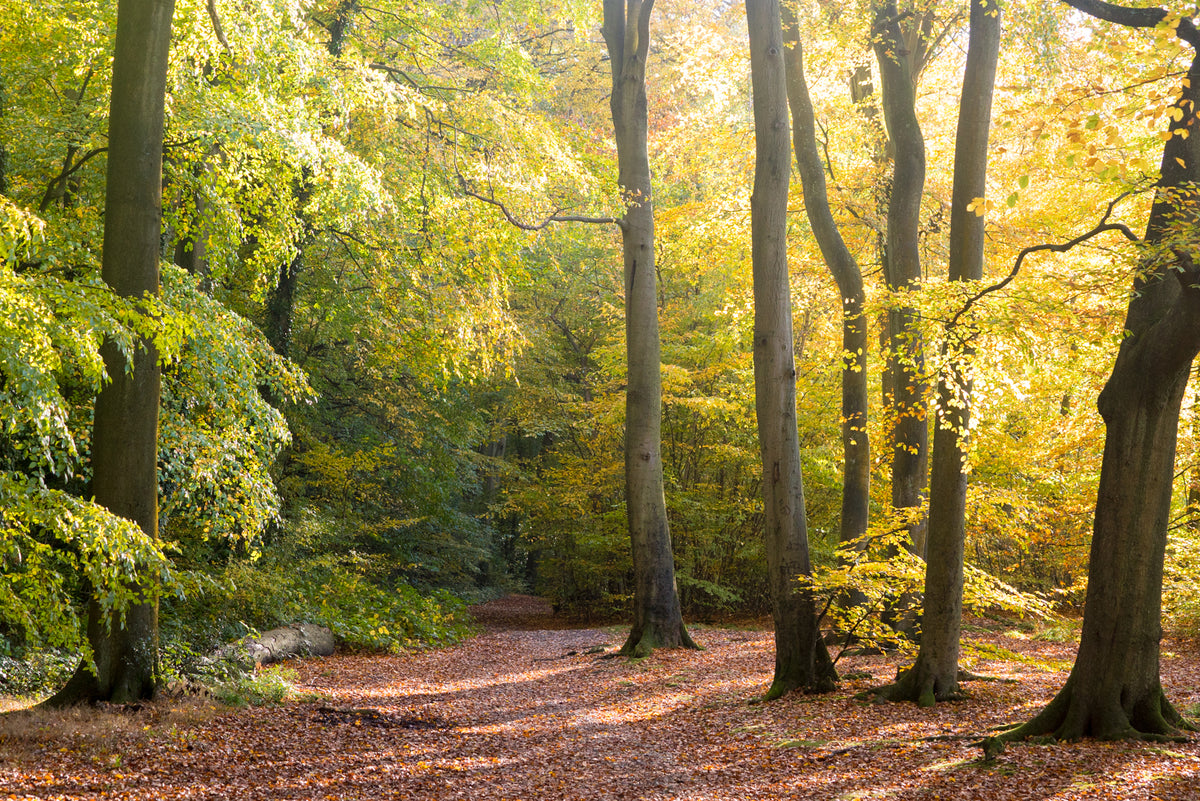 Walk to Tranquility – large canvas by Andrew Scriven