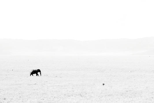 The elephant marches on – signed fine art photograph by Andrew Scriven