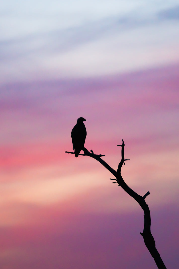 Sundowner – large canvas by Andrew Scriven