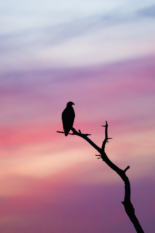 Sundowner – large canvas by Andrew Scriven