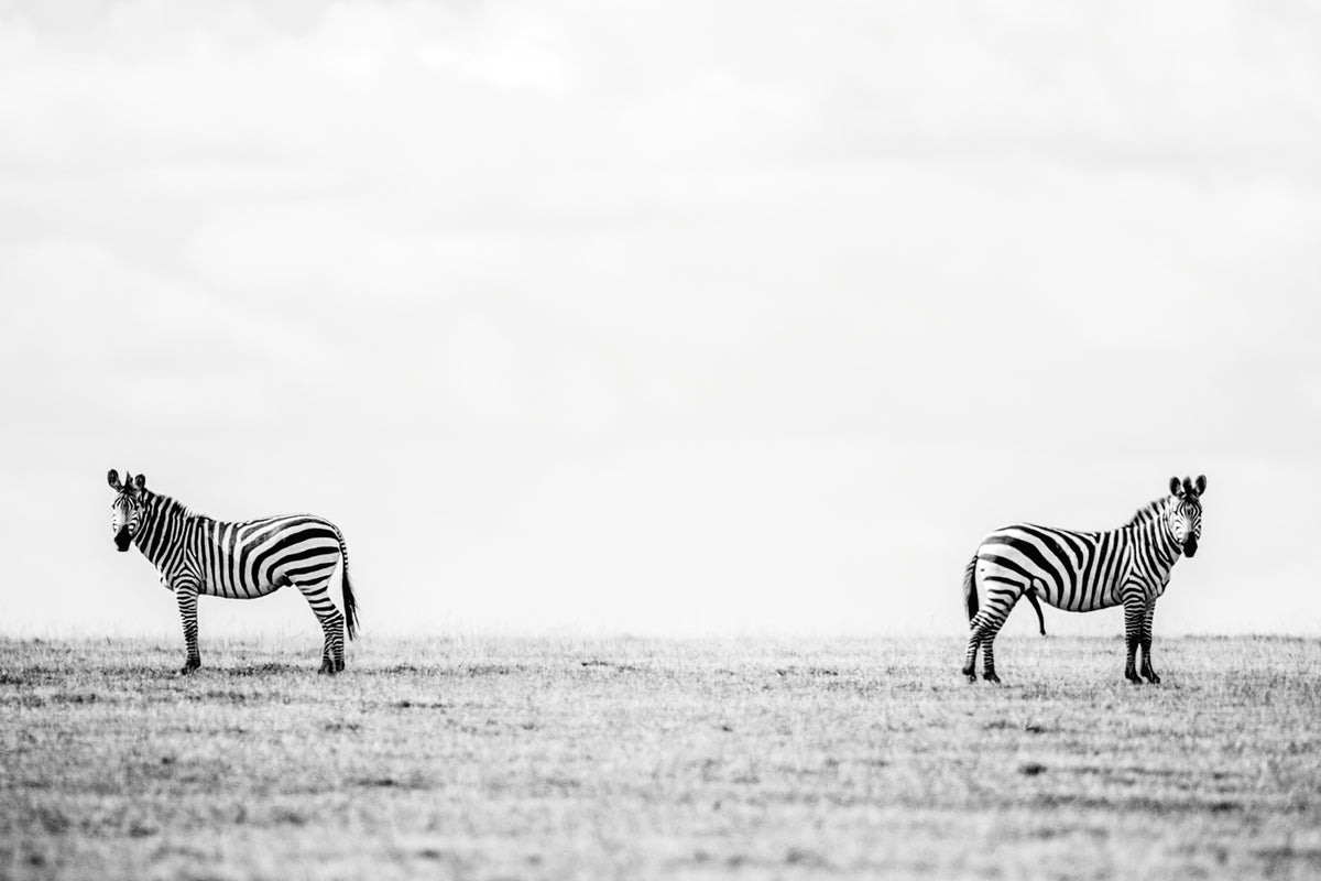 Im not talking to you – large canvas by Andrew Scriven