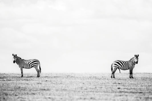 Im not talking to you – large canvas by Andrew Scriven
