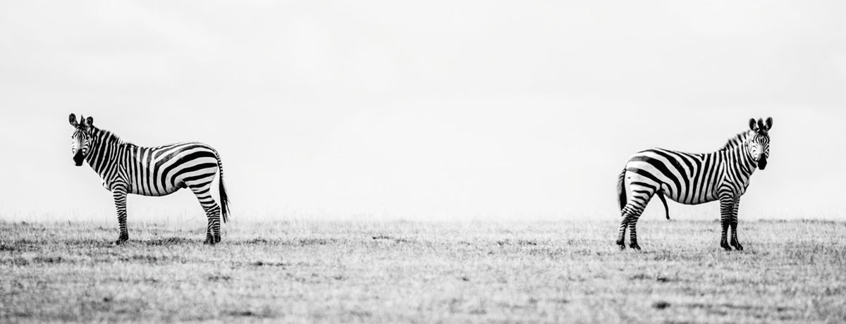 Mr and Mrs Zebra – large canvas by Andrew Scriven