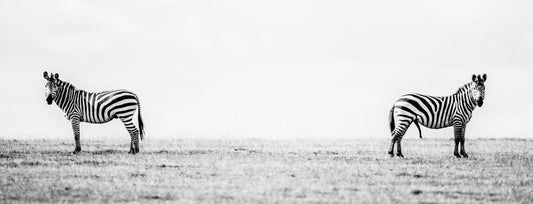 Mr and Mrs Zebra – large canvas by Andrew Scriven