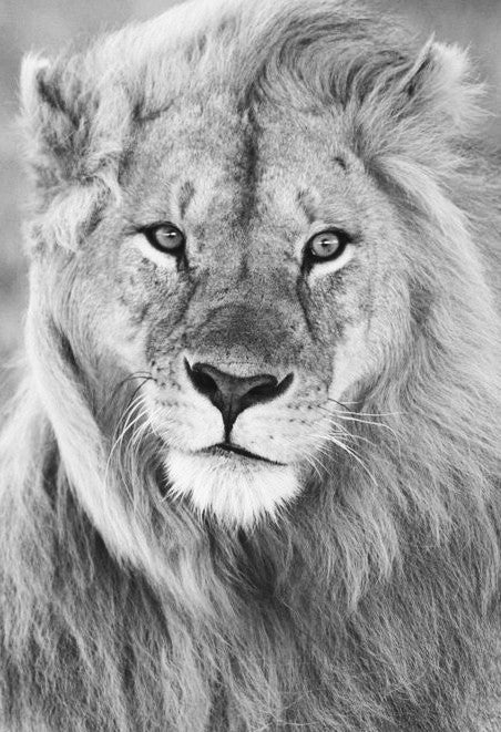i see you – large canvas by Andrew Scriven