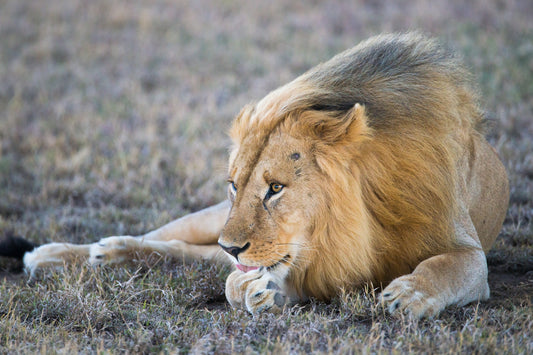 Cleaning paws – signed fine art photograph by Andrew Scriven