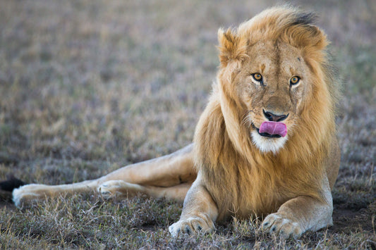 Lion licking – signed fine art photograph by Andrew Scriven