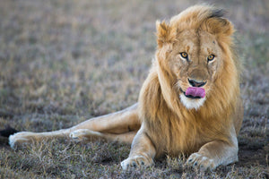 Lion licking