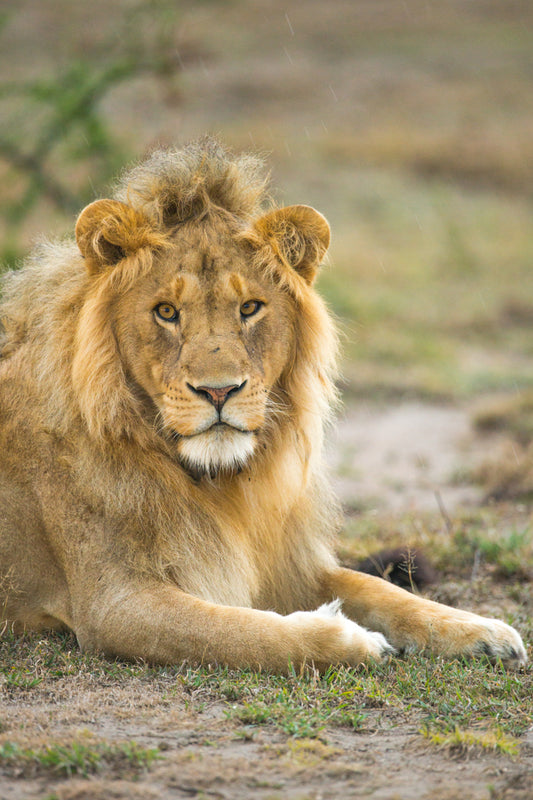 Brother looking at you – signed fine art photograph by Andrew Scriven