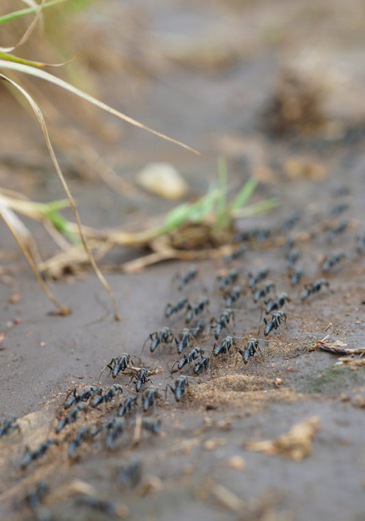 Marching ants – signed fine art photograph by Andrew Scriven