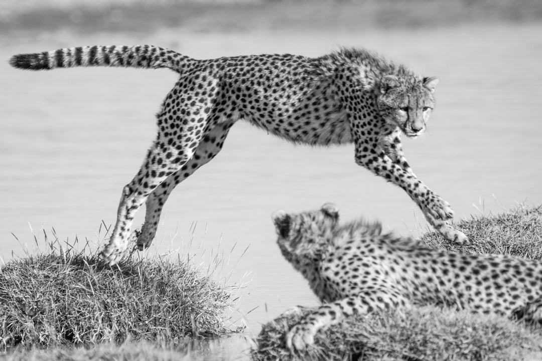 Cheetah leaping