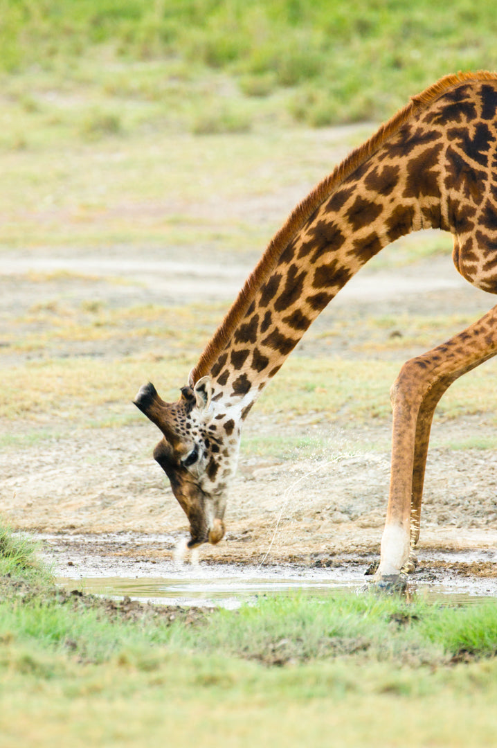 A giraffe taking a drink