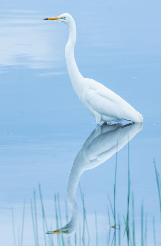 Egret reflections – signed fine art photograph by Andrew Scriven