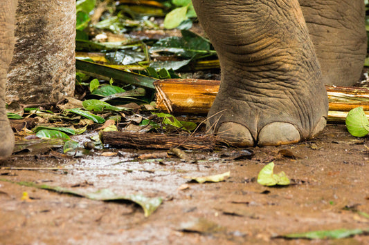 One small step at a time – signed fine art photograph by Andrew Scriven
