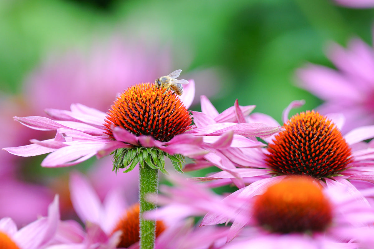 Bee in flowers – signed fine art photograph by Andrew Scriven