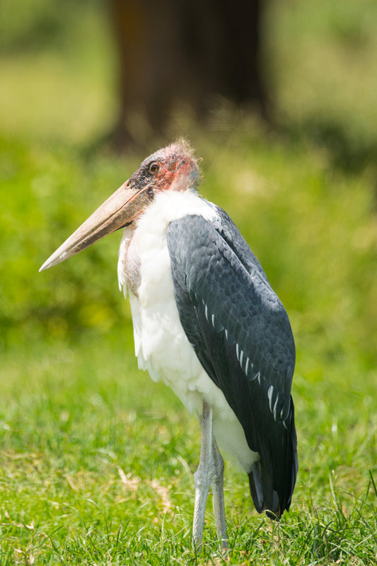 Bald and proud – signed fine art photograph by Andrew Scriven