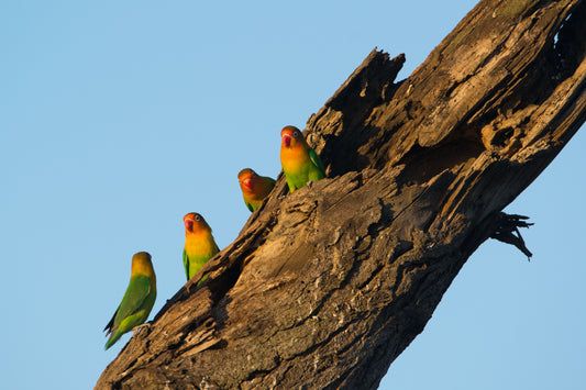 Lovebirds together – signed fine art photograph by Andrew Scriven